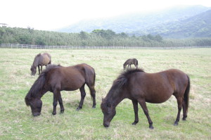 Лошади Токаро