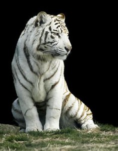300px-White_tiger-Gunma_Safari_Park